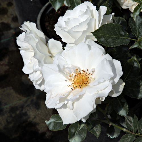 Gärtnerei - Rosa White Magic™ - weiß - floribundarosen - diskret duftend - William A. Warriner - Beetrose, gruppenweise, üppig blühend, in Gruppen gepflanzt wirkt dekorativ.